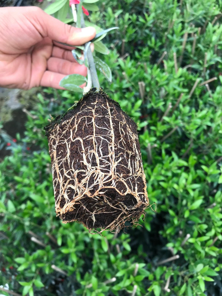 Olea europaea Arbequina
